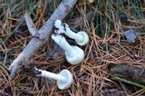 Amanita citrina f. lavendula image