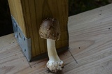 Amanita brunnescens image
