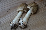 Amanita brunnescens image