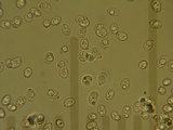 Lichenomphalia umbellifera image