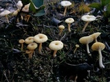 Lichenomphalia umbellifera image