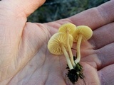 Lichenomphalia umbellifera image
