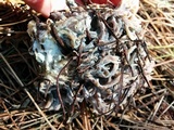 Clavulina cinerea image