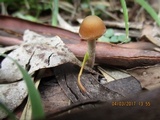 Psilocybe papuana image
