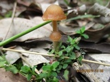 Psilocybe papuana image