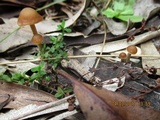 Psilocybe papuana image