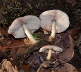 Pluteus hongoi image