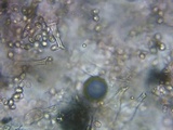 Pluteus hongoi image