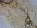 Pluteus hongoi image