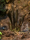 Geoglossum umbratile image