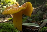 Hygrocybe aurantiosplendens image