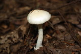 Amanita citrina f. lavendula image
