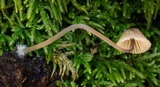 Mycena leptocephala image