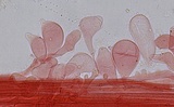 Mycena leptocephala image