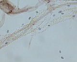 Mycena leptocephala image