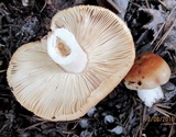 Russula foetens image