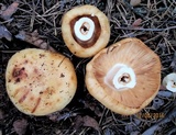 Russula foetens image