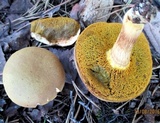 Boletus subtomentosus image