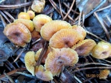 Xeromphalina cauticinalis image