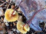 Xeromphalina cauticinalis image