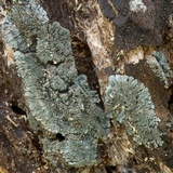 Coccocarpia palmicola image