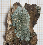 Coccocarpia palmicola image