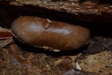 Pluteus hongoi image