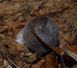 Pluteus hongoi image