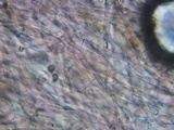 Pluteus hongoi image