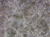 Pluteus hongoi image