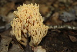 Ramaria formosa image