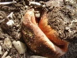 Rubroboletus eastwoodiae image