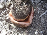 Rubroboletus eastwoodiae image