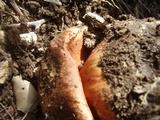 Rubroboletus eastwoodiae image