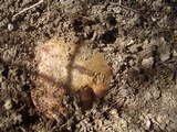 Rubroboletus eastwoodiae image