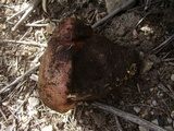 Rubroboletus eastwoodiae image