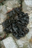 Blennothallia crispa image