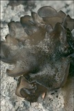 Blennothallia crispa image