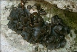 Blennothallia crispa image