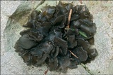 Blennothallia crispa image
