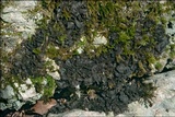 Blennothallia crispa image