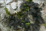 Blennothallia crispa image