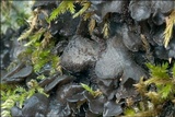 Blennothallia crispa image