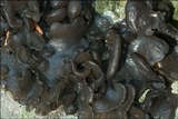 Blennothallia crispa image