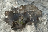 Blennothallia crispa image