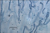 Blennothallia crispa image