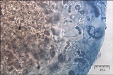 Blennothallia crispa image