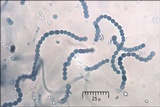 Blennothallia crispa image