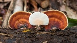 Microporus affinis image