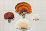 Microporus affinis image